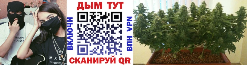 Каннабис индика  Сычёвка 